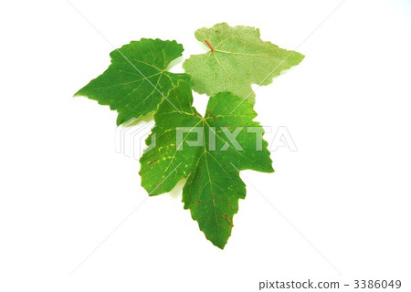 Grape leaves 3 sheets in front / back · Horizontal position Grape leaves 3 sheets in front / back · Horizontal position 3386049