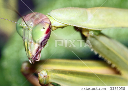 螳螂 螳螂 3386058