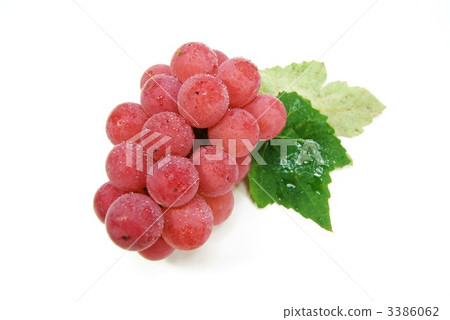 Red grape "Kai road" Horizontal position Water droplet present Red grape "Kai road" Horizontal position Water droplet present 3386062