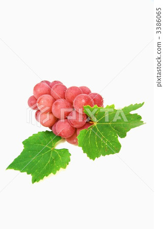 Red grape "Kai road" diagonal and vertical position 3386065