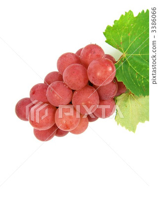 Red grape "Kai road" diagonal and vertical position 3386066
