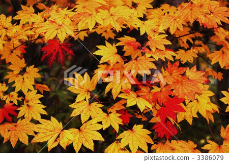 楓黑背側位 3386079