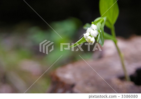 Suzuran Suzuran 3386080