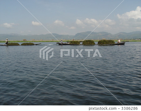 在湖中除草（茵萊湖/緬甸） 3386286