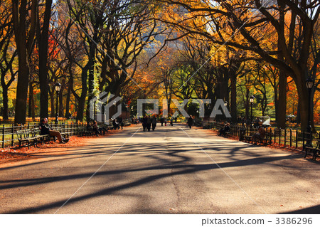 Autumn Central Park, tree trees Autumn Central Park, tree trees 3386296