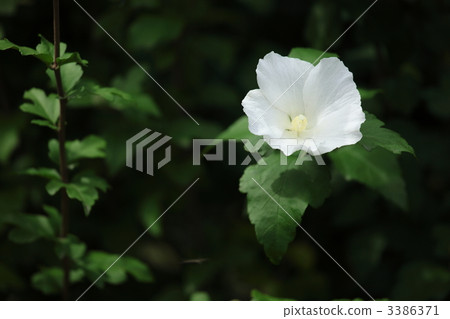 White miracle 3386371