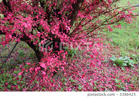 winged euonymus, euonymus, euonymus alatus 3386425