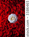 花瓣 玫瑰花 花朵 3386465