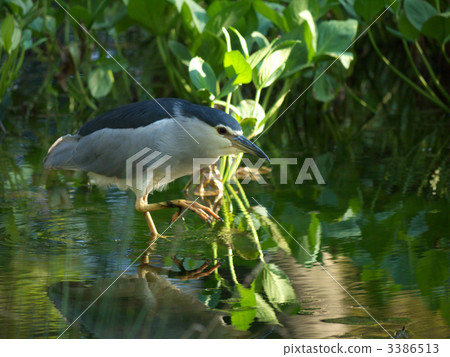 fraud, heron, night heron 3386513