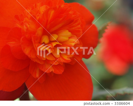 Bulb Begonia flowers Bulb Begonia flowers 3386604