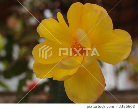 Bulb Begonia flowers 3386608
