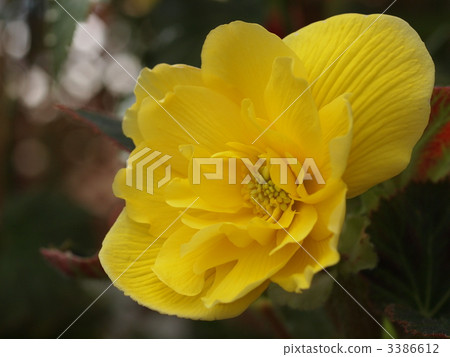 Begonia × tuberhybrida, tuberous begonia, bulb begonia 3386612