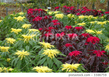 開頭盛開 開頭盛開 3386759