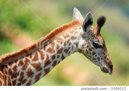 Baby giraffe 3389121