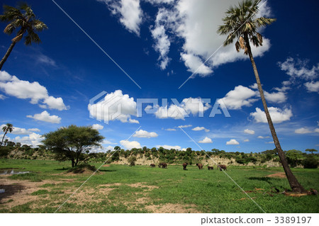 Elephants in Tarangire 3389197