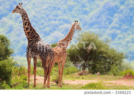 Giraffes 3389225