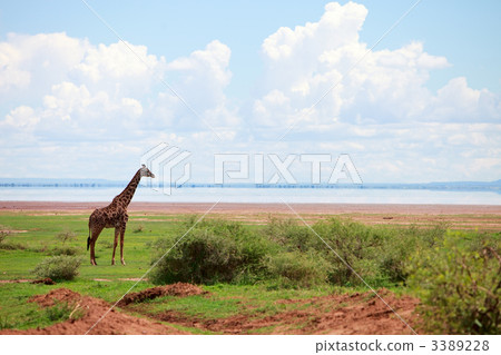 Giraffe 3389228