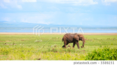 Elephant 3389231