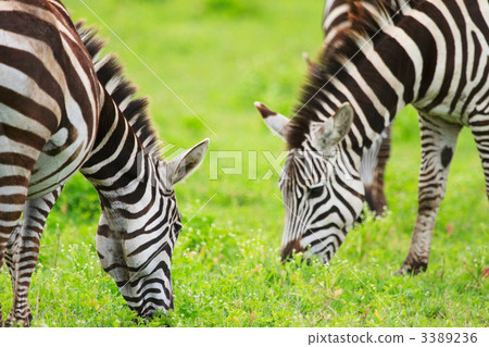Zebras 3389236