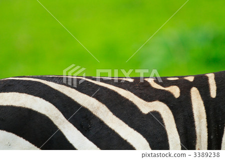 Zebra skin Zebra skin 3389238