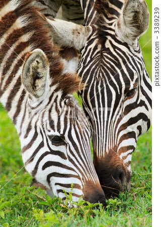 Zebras Zebras 3389239