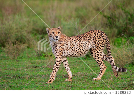 Cheetah Cheetah 3389283