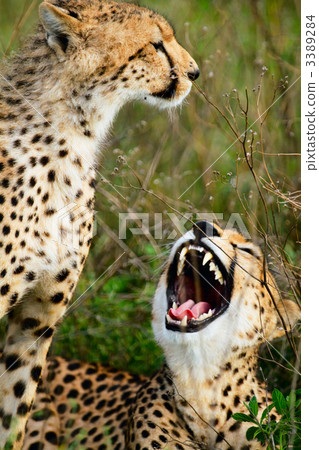 Mother and cub cheetahs Mother and cub cheetahs 3389284