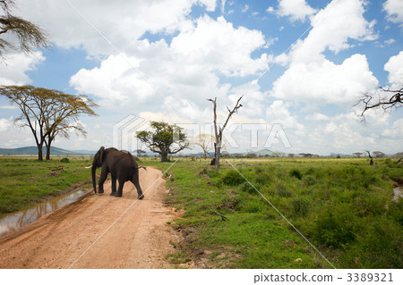 Elephant Elephant 3389321