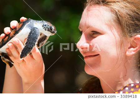 Baby sea turtle 3389418