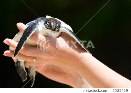 Baby sea turtle 3389419