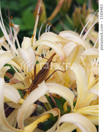 White flower bamboo shoots and grasshopper White flower bamboo shoots and grasshopper 3389463