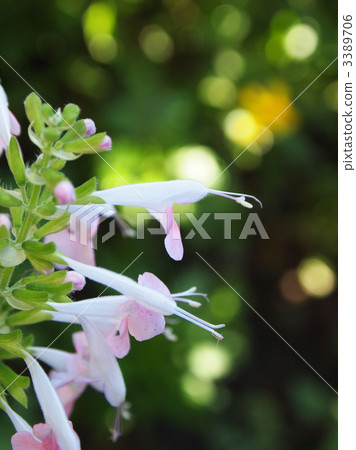 Salvia·Cocinea Salvia·Cocinea 3389706