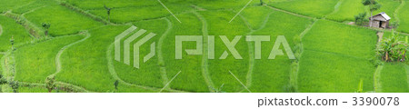 Rice field 3390078