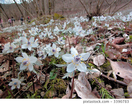 Pretty flower telling the spring season's alpine (Setsubun grass) Pretty flower telling the spring season's alpine (Setsubun grass) 3390783