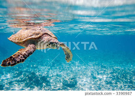 Hawksbill sea turtle Hawksbill sea turtle 3390987