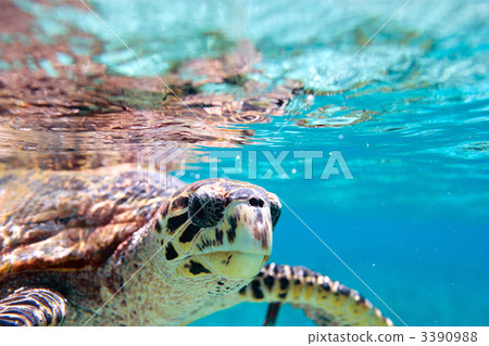 Hawksbill sea turtle 3390988