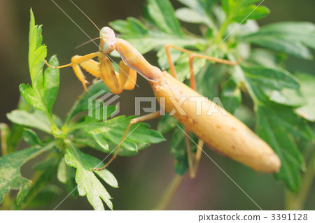 布朗型halibirakaramankari 3391128