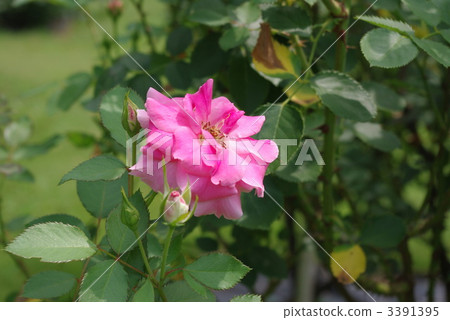 petal, petals, flower petals 3391395