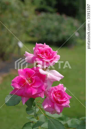 carefree vanderbilt, rose, roses 3391397
