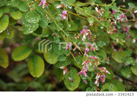 Hagi wet in the rain Hagi wet in the rain 3391423