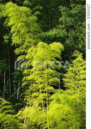 京都Rakuishi的竹林 3391427