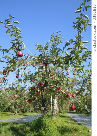 蘋果樹 3391613