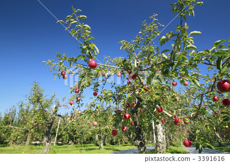 蘋果樹 3391616