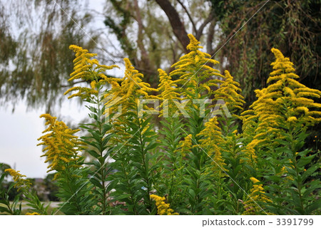 Seita Kawadachi Sawy hay pollen allergy image Seita Kawadachi Sawy hay pollen allergy image 3391799