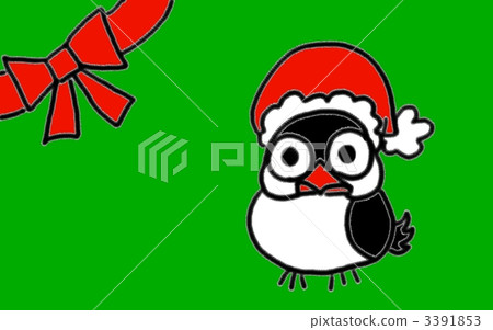 爪哇禾雀 班求 聖誕季節 3391853