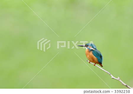 A kingfisher during a break A kingfisher during a break 3392238