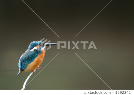 A kingfisher during a break 3392241