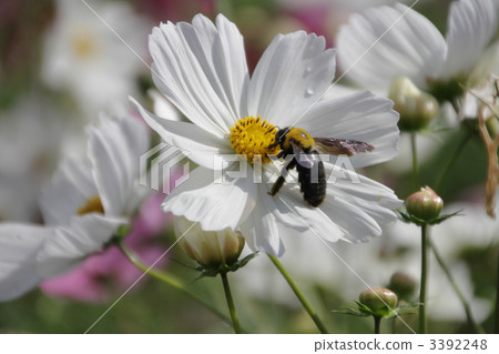 bee, flower garden, flower field 3392248