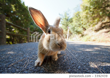 家兔 穴兔 陸生動物 3392439