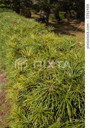 高野真希 高野真希 3392489